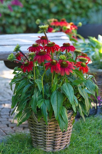 Echinacea perennial plant a - perennial,