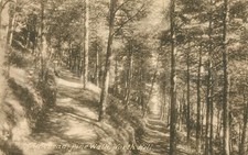Antique Postcard Minehead Pine Walk North Hill England Pathway Trees