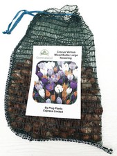  Mixed Crocus Vernus Bulbs Dutch Large Flowering  x 100 Flowering Size 