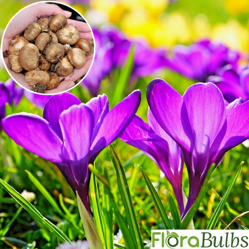 Crocus bulbs remembrance - bulbs, 'remembrance