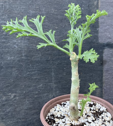 Pelargonium carnosum caudex - pelargonium,