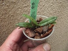 Paphiopedilum ciliolare orchid