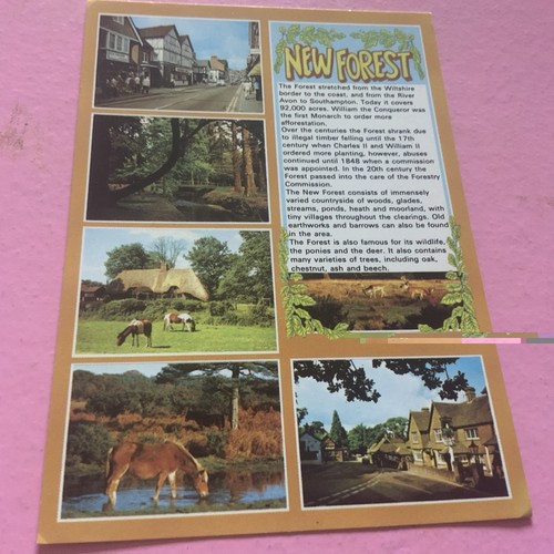 The new forest multi view - new,