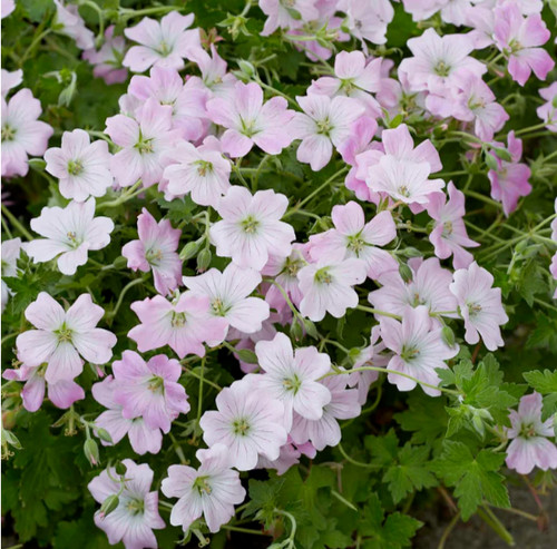 Hardy geranium cranesbill - geranium,