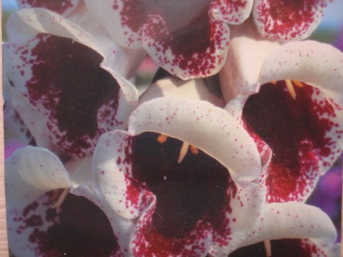 Giant russian foxglove seeds - giant,