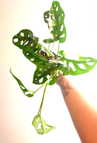 Rare monstera adansonii - rare,