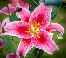 Lilium ‘Stargazer’ Pink