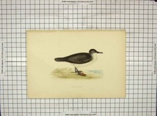 Original Old Antique Print Morris 1903 Hand Coloured Bird Dusky Petrel 20th