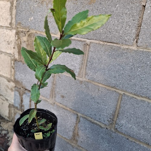 Bay tree plant laurus nobilis - bay,