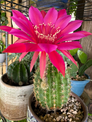 Two special - of, (3-4cm)