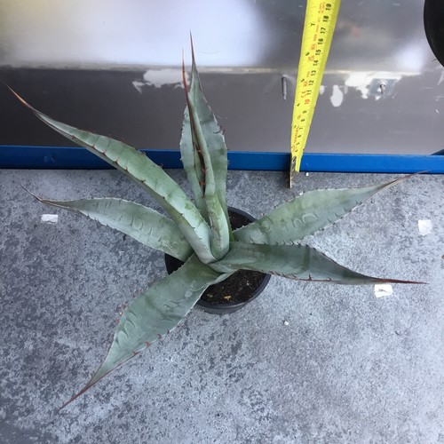 Agave macroacantha - agave,