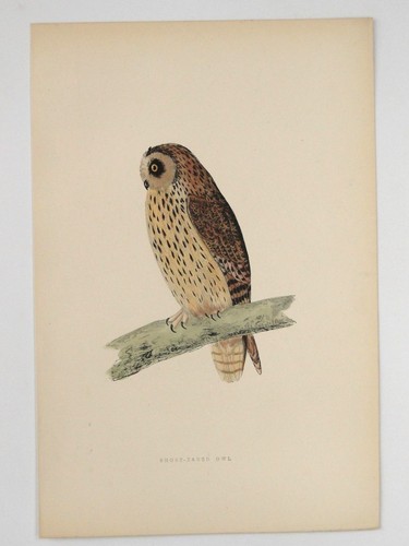 Short eared owl - eared, bird