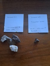 Triceratops Tooth & Dinosaur