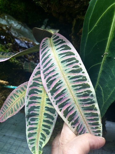 Labisia riau magenta - sp., riau,