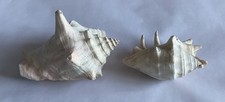 Pair large vintage conch - pair, of