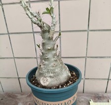 Tall 40cm  Dia 11cm
