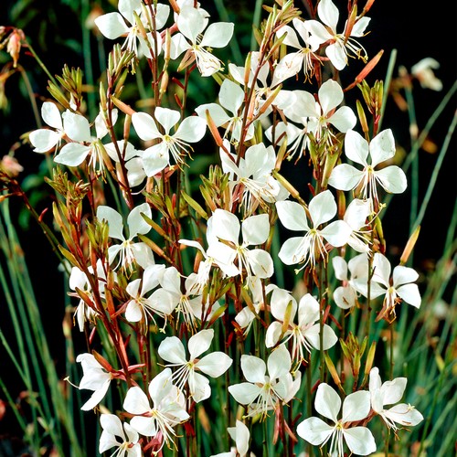 Gaura whirling butterflies - whirling,