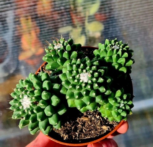 Mammillaria polythele toluca - mammillaria,