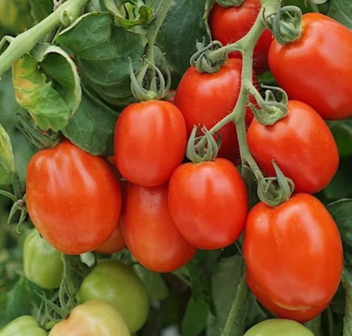 Tomato rio grande - tomato, 25