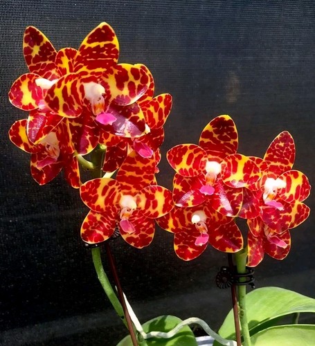 Phalaenopsis jong gigan - phalaenopsis, jong's