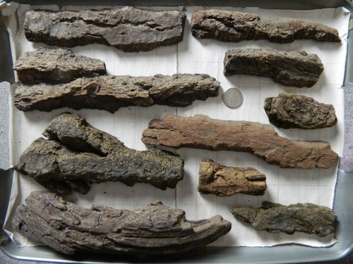 Driftwood bark pieces for arts - for,