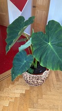 🪴Giant Taro -1 Plant £35 