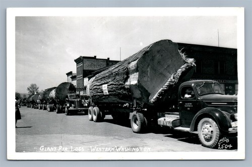 Western washington giant logs - washington,