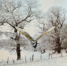 Beautiful Owl In Flight