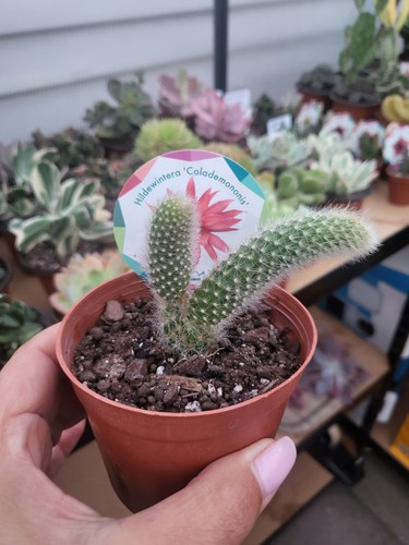 Hildewintera colademonis - hildewintera,