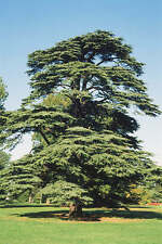 Cedrus Libani - in 2L pot approx 15"-18" tall bonsai subject  Cedar of Lebanon