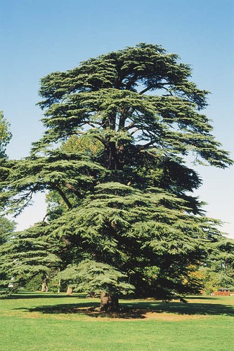Cedrus libani 5l - in, pot
