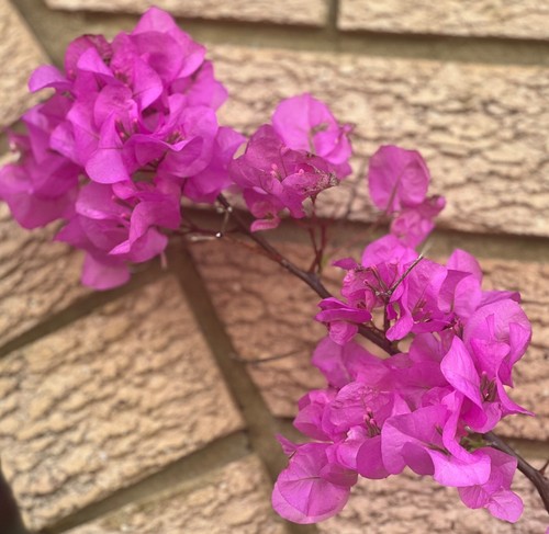 Stock bougainvillea pink - au,