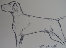 Original pen & ink dog sketch