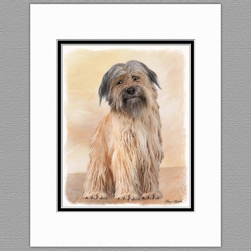 Pyrenean shepherd dog original - dog,