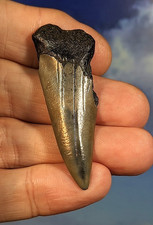 Mako Shark Tooth. Carcharodon