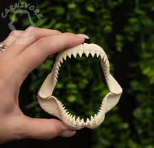 Mini Megalodon Shark Jaw