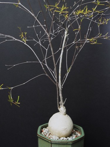 Rare euphorbia hedyotoides - euphorbia, @@