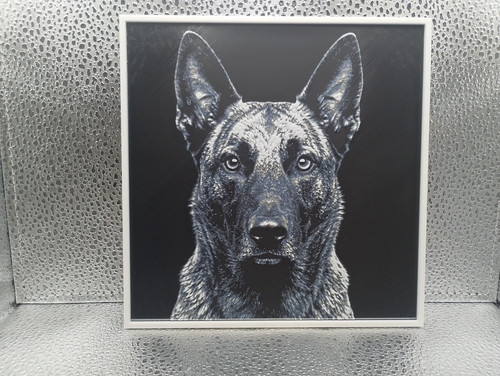 Dutch shepherd hueforge - dutch,