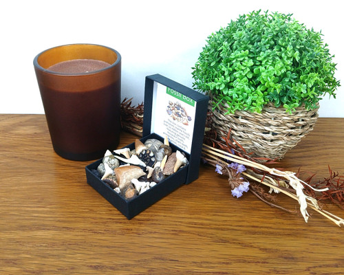 Authentic fossil box - fossil,
