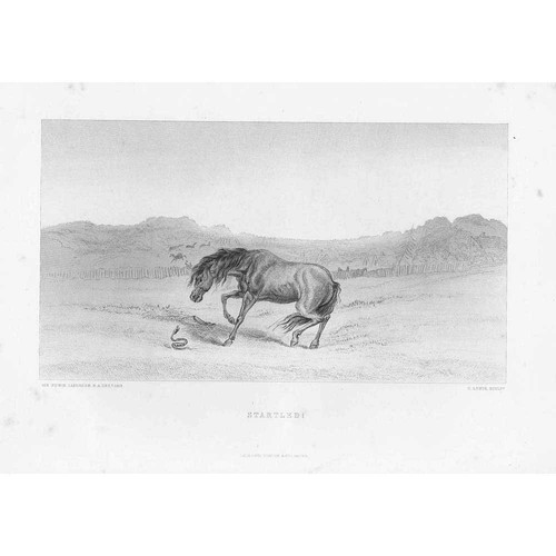 Edwin landseer startled - landseer,