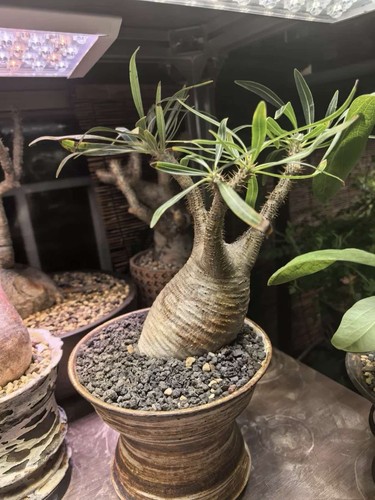 10cm rare live house plant - rare,