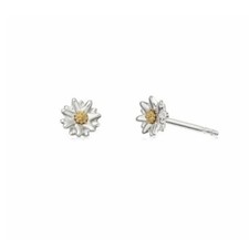 Daisy london bellis - daisy,
