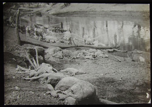 Magic lantern slide dead - slide, sheep