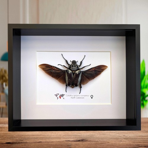 Framed goliath flower beetle - framed,