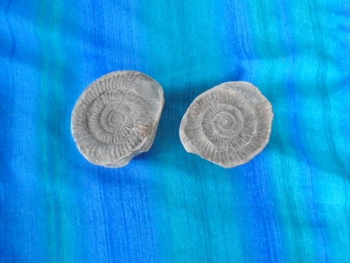 Fossil ammonite complete - ammonite,