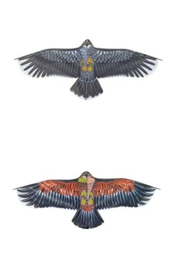 1m flat eagle - x,