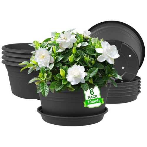 6set 10l large - 10l, plant