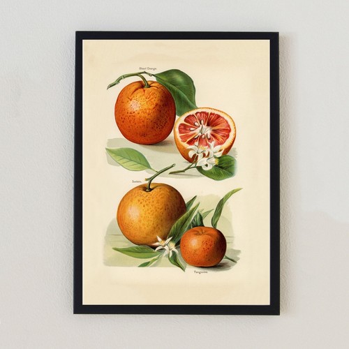 Blood oranges vintage - blood,