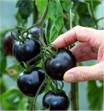 15 Black Cherry Tomato Seeds