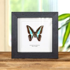 Blue Triangle Butterfly Taxidermy in Box Frame (Graphium sarpedon)